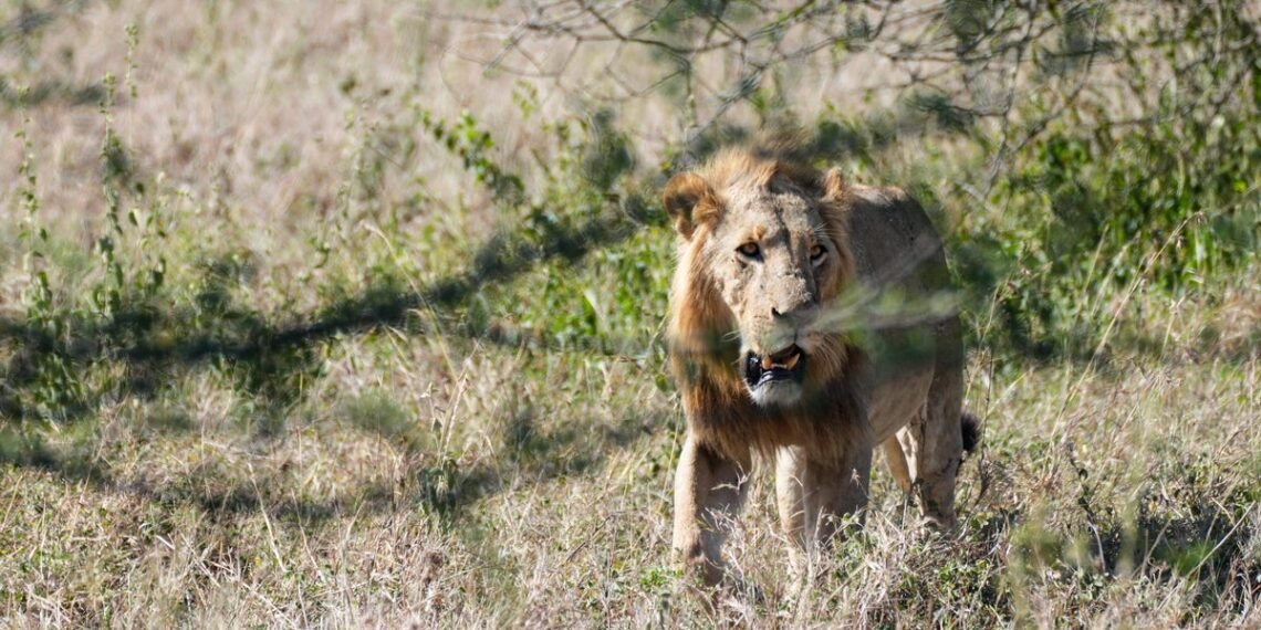 Leão focado caminha pela savana, cercado por vegetação seca e arbustos, em ambiente natural e selvagem.