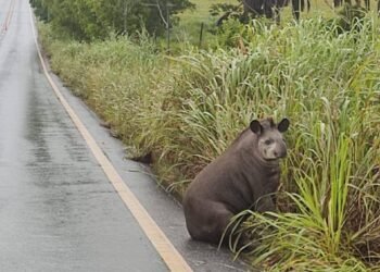 MPMG processa Estado para prevenir atropelamentos de animais em BH 35 MPMG aciona Estado na Justiça para reduzir atropelamentos de animais em rodovias da Grande BH