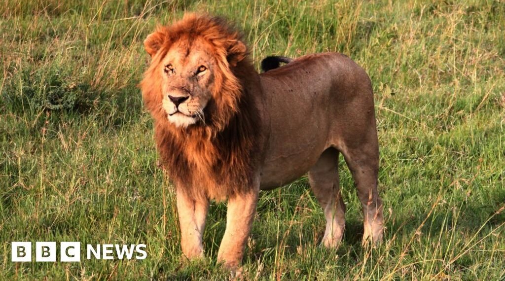 Leão majestoso em pé na savana verde, olhando fixamente, simbolizando força e majestade na natureza selvagem africana.