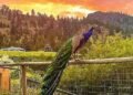 These B.C. peacocks were spared from an avian flu cull