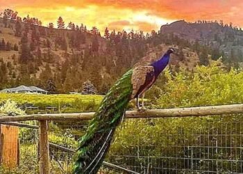 These B.C. peacocks were spared from an avian flu cull
