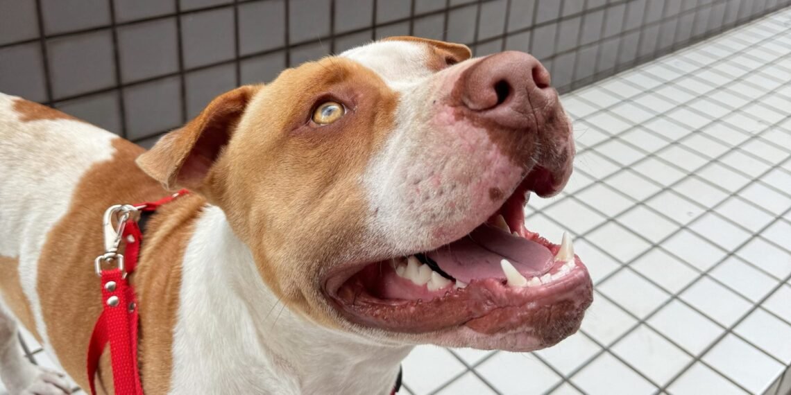 pitbull-abandonado-matinhos-lar-curitiba